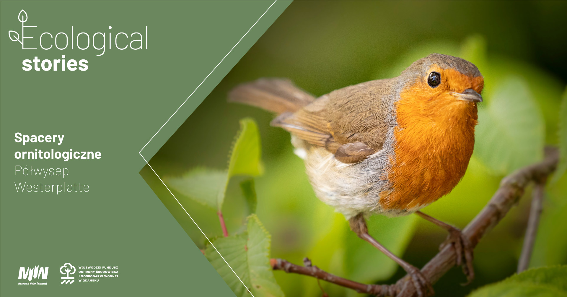 Spacery ornitologiczne